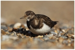 Turnstone 2