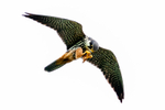 hobby falco subbuteo 5020
