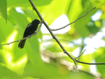White-shouldered Tanager (male), Pipeline Road, Panama