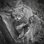 Scottish Wildcat