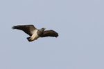 Black-chested Buzzard-Eagle portfolio