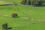 Loweswater Show-227