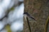 Pied Flycatcher