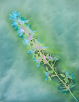 Larkspur