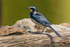 African Pied Wagtail