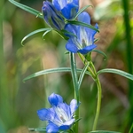 Marsh gentian (Gentiana pneumonanthe