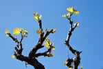 Early Vine Leaves