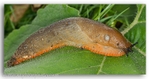 2557 slug