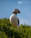 Puffin