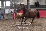 BPP_1927