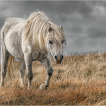 1st Print-Preseli Mountain Pony-Jan Sullivan