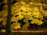 Yellow Canopy
