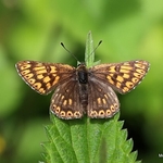 Duke of Burgundy (Hamearis lucina)