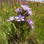 Dolomite gentian (Gentianella anisodonta)
