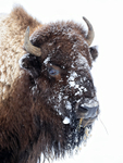 Bison head close-up, Yellowstone National Park, Wyoming, USA