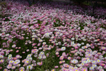 Pink Paper Daisies 1