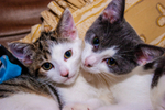 Cat domestic-1827