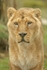 Asiatic Lion - Old male lion (Cotswold Wildlife Park)