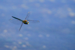 Cambridgeshire - Invertebrates portfolio