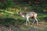 Fallow Deer