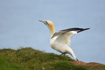 Gannet