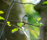 Pied Flycatcher, female