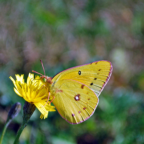 A Clouded Sulphur butterfly feeding on buttercups.