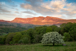 Lone Hawthorn, Cader Idris