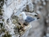 Kittiwake