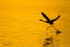 Flamingo Take-off