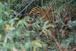 Tiger peers out from jungle, Bandhavgarh Reserve, India