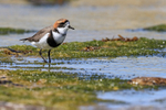 Two-banded Plover at low tide, Carcass Island, Falklands