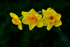 Three daffodils - DSC_3732
