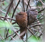 Sri Lankan Frogmouth