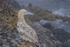 In the world of Gannets