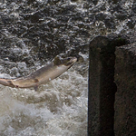 Sydney Avenue Weir
