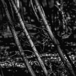 Lytham Parkland 006