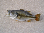LARGEMOUTH BASS