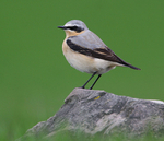 Northern Wheatear