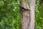 Great Spotted Woodpecker Fledgling 1 of 8