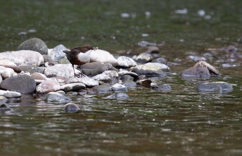 Dipper - River Mersey - Stockport