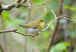 Wood Warbler