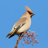 Waxwing