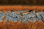Backlit Snow Goose (adult) landing, Bosque del Apache, New Mexico