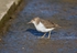 Spotted Sandpiper