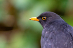blackbird Turdus merula-5065