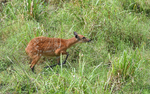 Sitatunga in Langoué baï