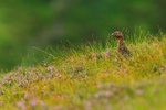 Red Grouse (male) in pink heather