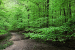 Arching Boughs