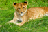 Lion - 2132_00005